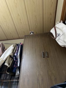 しらす日記44『高い所が好きだけど』