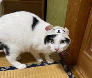 しらす日記46『初めてづくし』