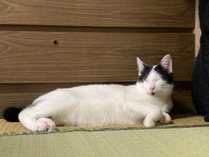 しらす日記47『まだまだやんちゃ坊主』