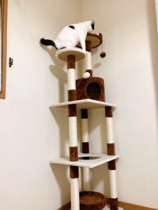 しらす日記49『しらすへ貢ぎ中』