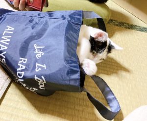 しらす日記48『大きくなっても変わらない』