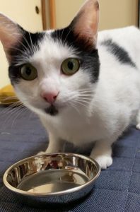 しらす日記61『やっぱりちゅーる！』