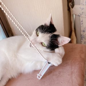 しらす日記66『初物に興味津々』