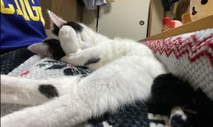 しらす日記78『猫らしさが・・・』