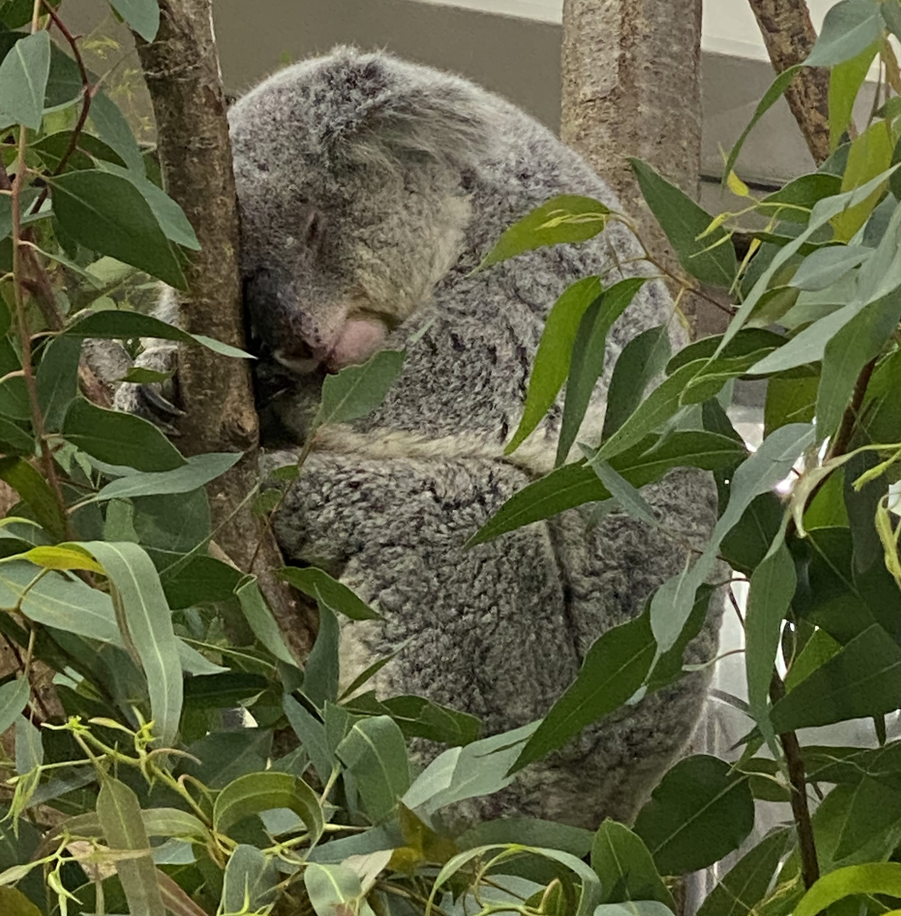 初めての動物園🦁